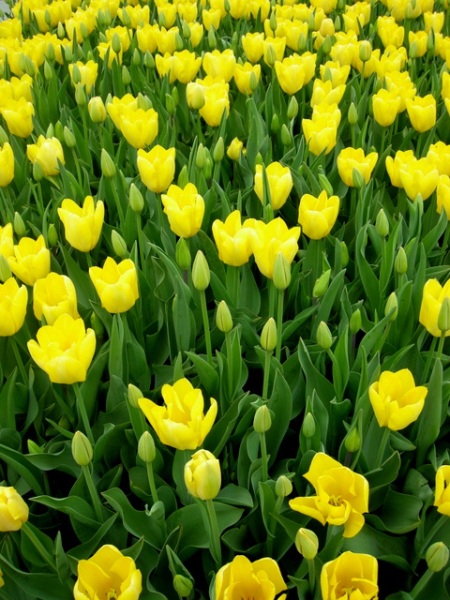 tulips at Longwood