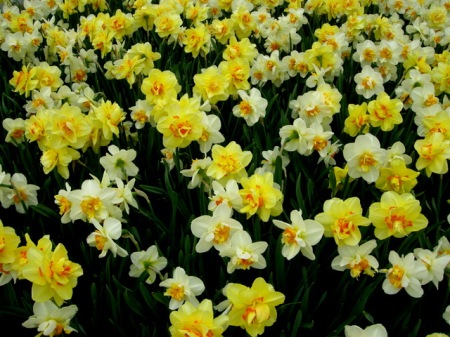 Narcissus Tahiti and Flower Drift