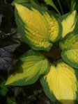Hosta ‘Orange Marmalade’