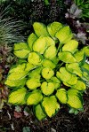 Hosta ‘Rainforest Sunrise’