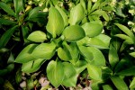 Hosta ‘Regal Tot’