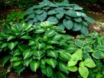 Hosta ‘Stirptease’
