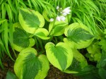 Hosta ‘Summer Lovin’