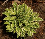 Hosta ‘Woodland Elf’
