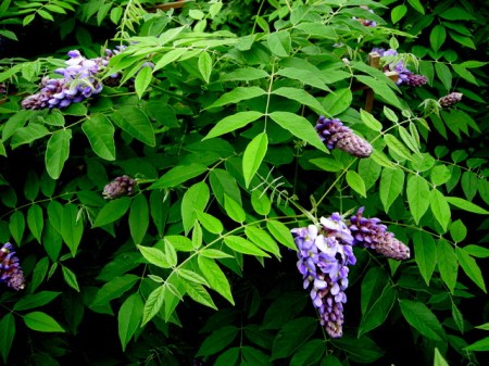 Wisteria frutescens 'Amethyst Falls'