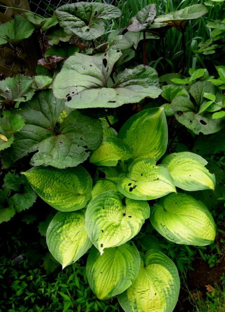 Ligularia 'Othello', Hosta 'Paradigm'