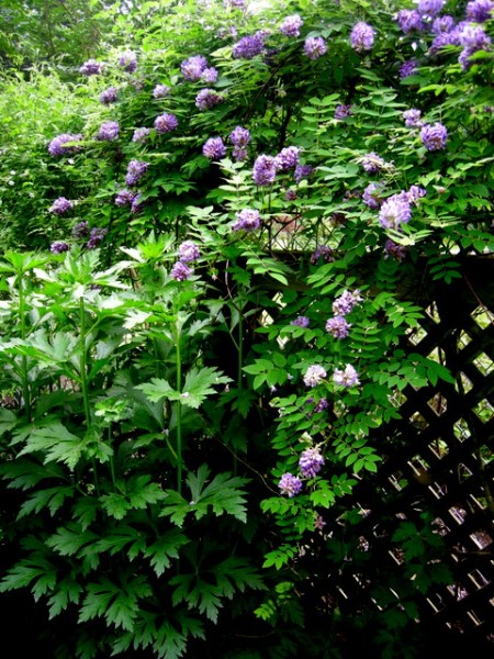 Wisteria frutescens 'Amethyst Falls', Aconitum species