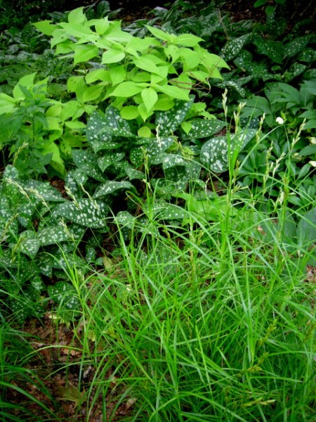 Leucosceptrum japonicum, Pulmonaria 'Leopard', Carex 'Oehme'