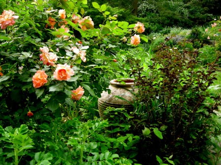 Rosa 'Westerland', 'Delta Jazz' crape myrtle