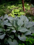 Hosta ‘Krossa Regal’