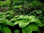 Hosta ‘Sum and Substance’, Podophyllum&nbsp;peltatum