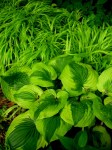 Hosta ‘summer Lovin’, Hakonechloa ‘All&nbsp;Gold’