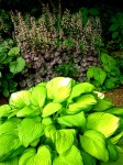 Hosta ‘Eye Declare’, Heuchera ‘Stained&nbsp;Glass’