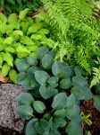 Hosta ‘Blonde Elf’, lady fern, Hosta ‘Blue Mouse&nbsp;Ears’