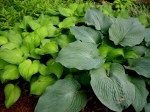 Hosta ‘Guacamole’, Hosta ‘Blue&nbsp;Angel’