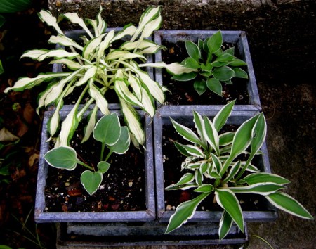 Hostas 'Shiro Kabitan', 'Dew Drop', 'Hi Ho Silver', 'Country Mouse'