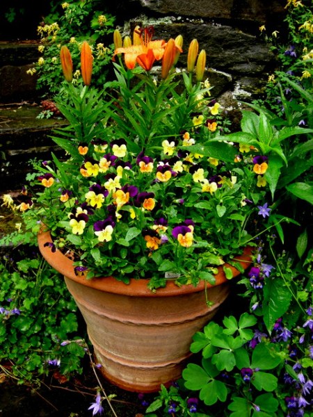 container in orange and purple garden