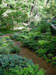 Carolyn’s Shade Gardens