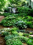 miniature hosta rock&nbsp;garden