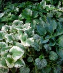 Brunnera ‘Dawson’s White’, Heuchera ‘Green Spice’, Hosta&nbsp;Topaz