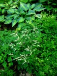 Aruncus aethusifolius, Hosta&nbsp;June