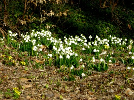Leucojum vernum