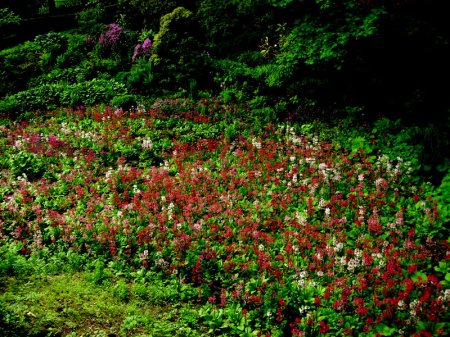 Primula japonica Winterthur