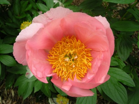 Winterthur peony