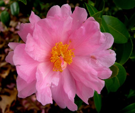 Camellia 'Winter's Dream'