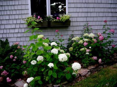 Hydrangea arborescens 'Incrediball' & 'Invincible Spirit'