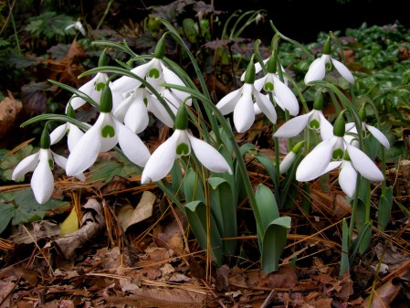 Galanthus 'Potter's Prelude'