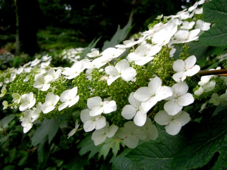 Hydrangea quercifolia