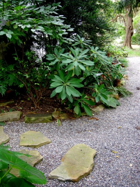 Edgeeworthia chrysantha
