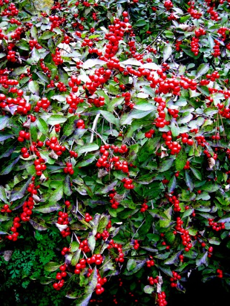 Ilex verticillata 'Red Sprite''