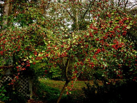 Crataegus viridis 'Winter King'