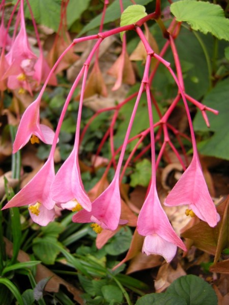 Begonia grandis