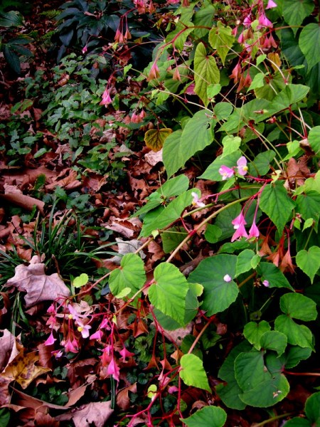 Begonia grandis