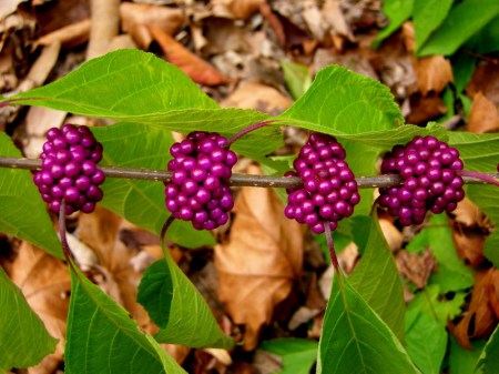 Callicarpa americana