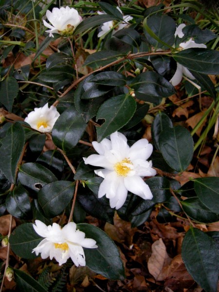 Camellia x 'Elaine Lee'