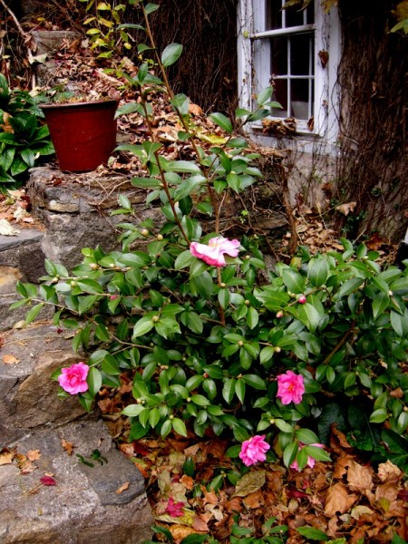 Camellia Winter's Joy