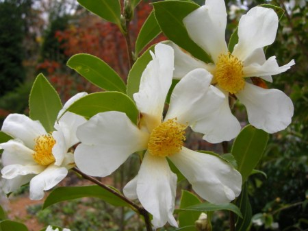 Camellia olifera Lu Shan Snow