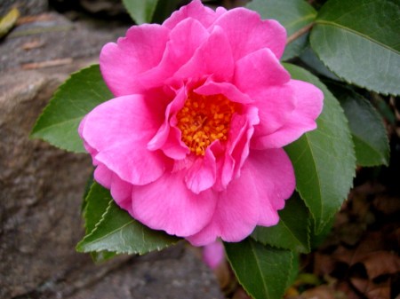 Camellia Winter's Joy