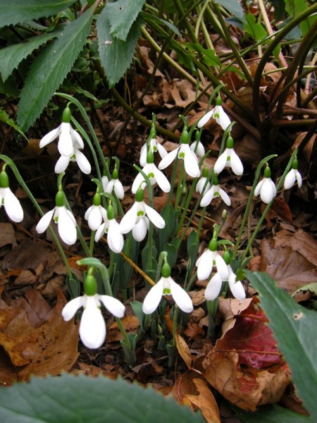 Galanthus elwesii Novemnber blooming