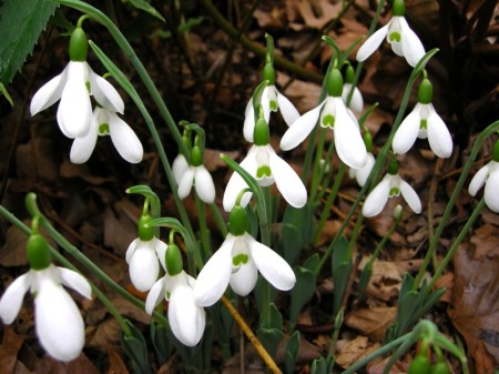 Galanthus elwesii Hiemalis Group