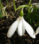 Galanthus nivalis ‘Anglesey&nbsp;Abbey’