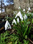 Galanthus ‘Anglesey Abbey’