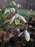 Galanthus ‘Cowhouse Green’
