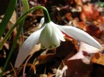 Galanthus ‘Lady Beatrix&nbsp;Stanley’