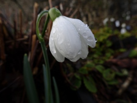 Galanthus 'Mrs. Thompson'