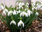 Galanthus nivalis/Common Snowdrop
